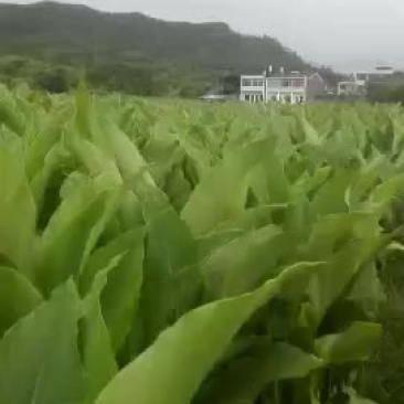 以前种的人太多，现在没人种涨价了。温郁金