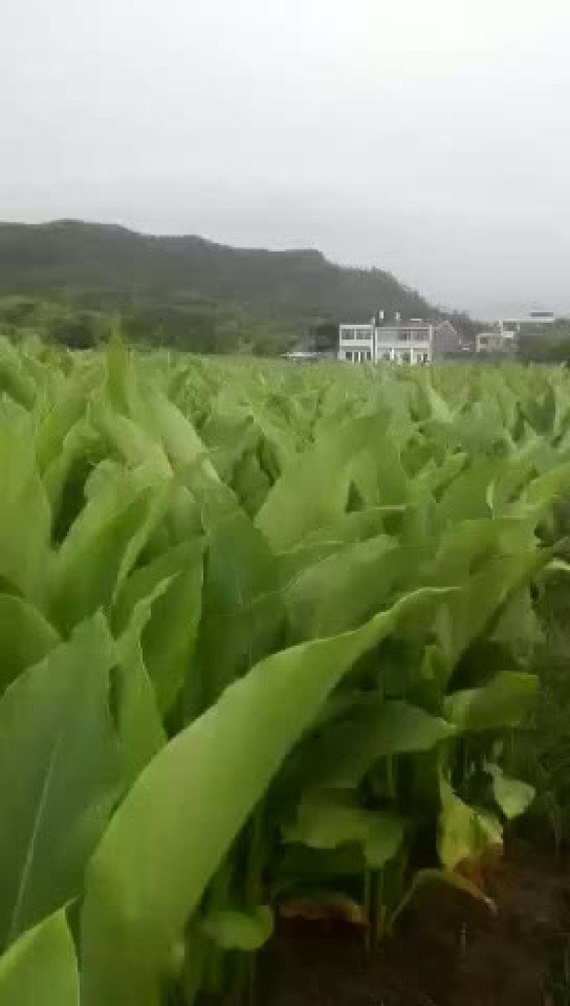 以前种的人太多，现在没人种涨价了。温郁金