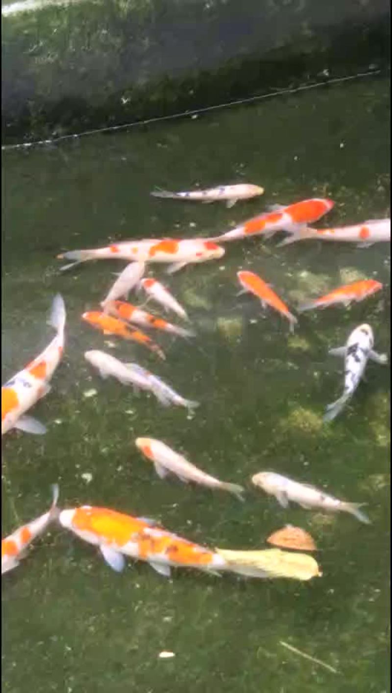 锦鲤