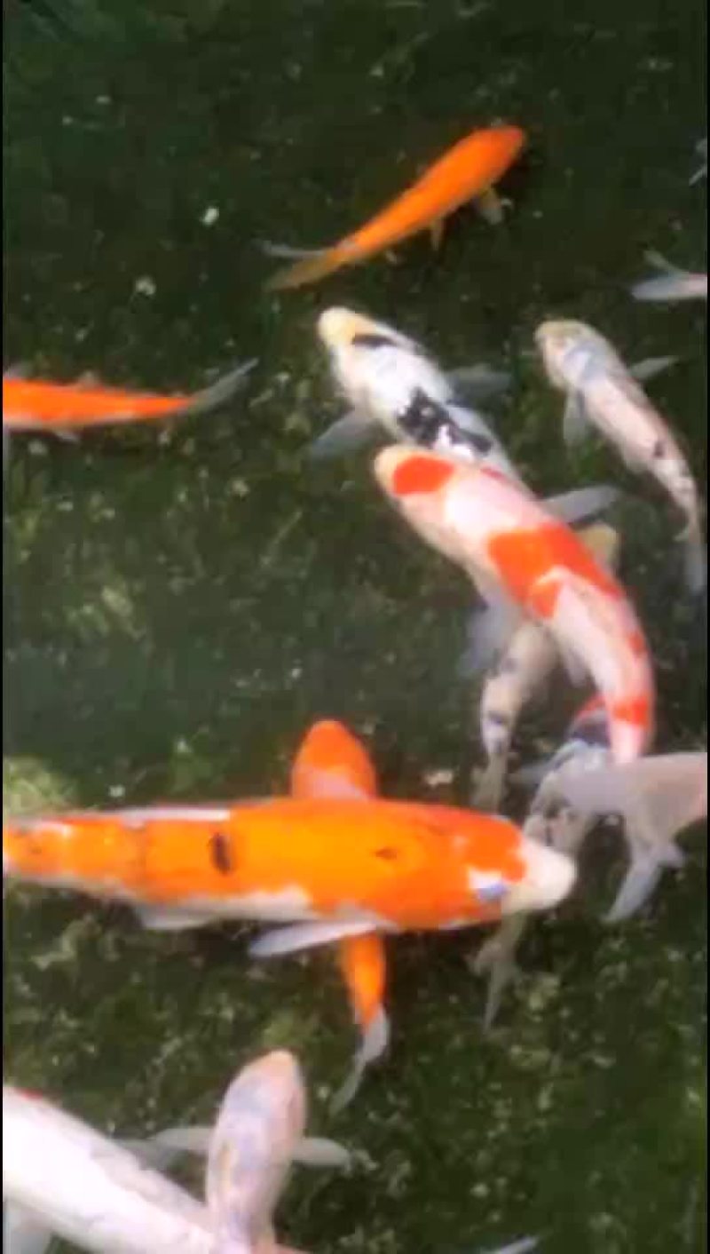 锦鲤