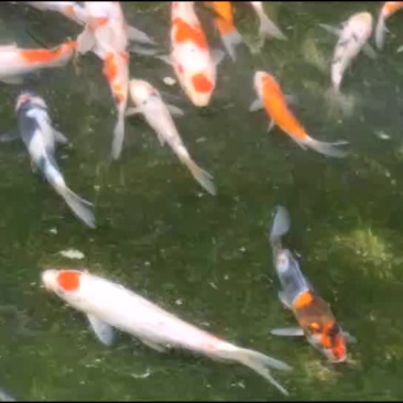 锦鲤