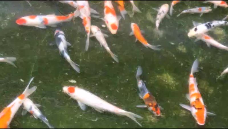 锦鲤
