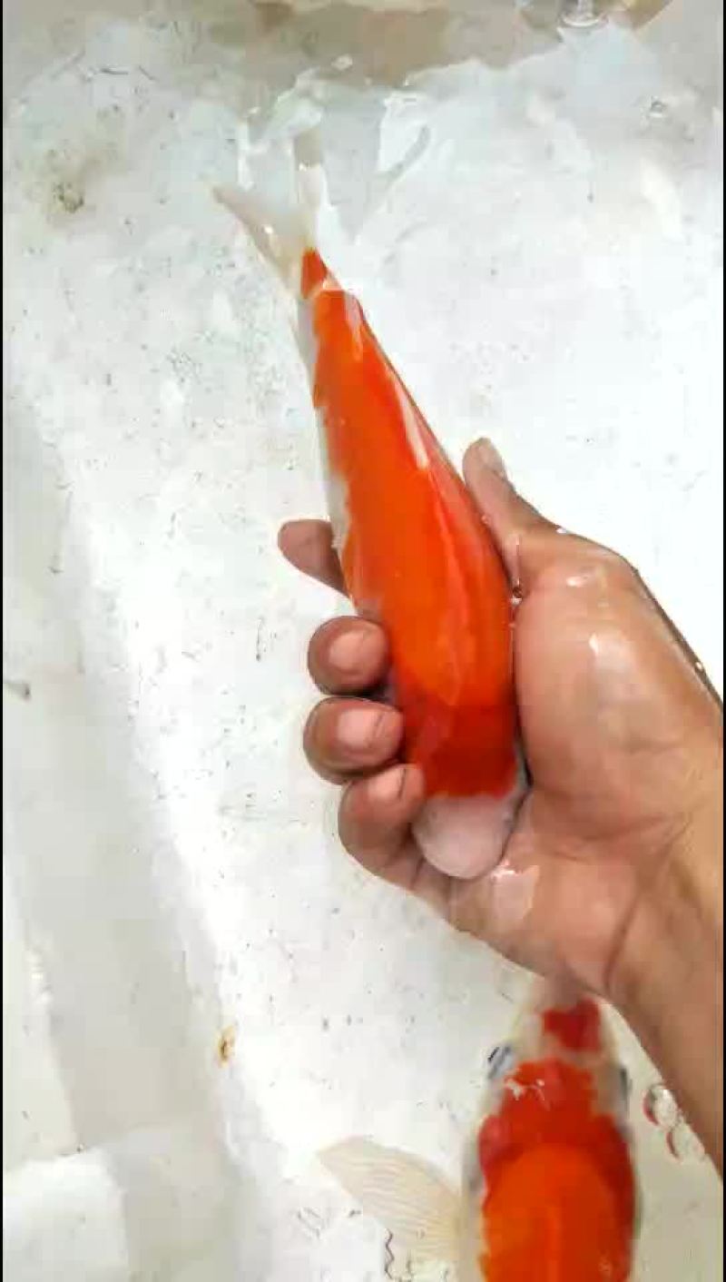 锦鲤
