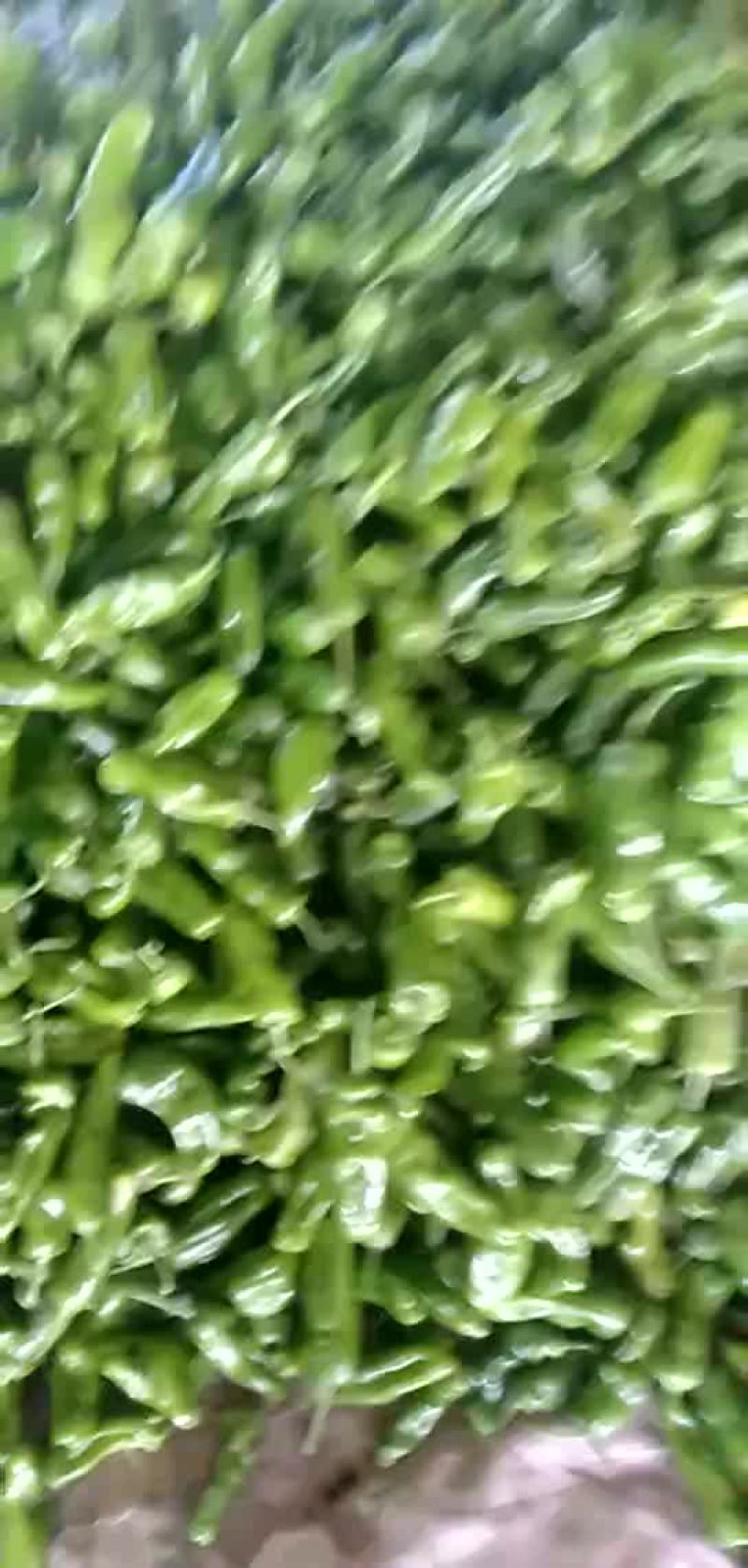 薄皮辣椒物流很快质量很好