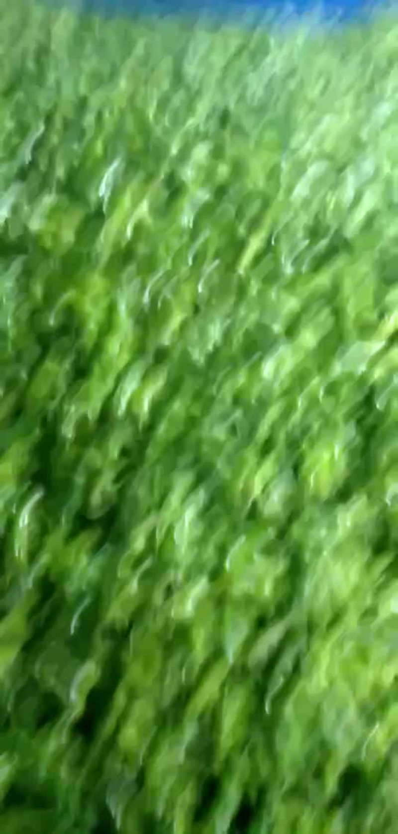 薄皮辣椒物流很快质量很好
