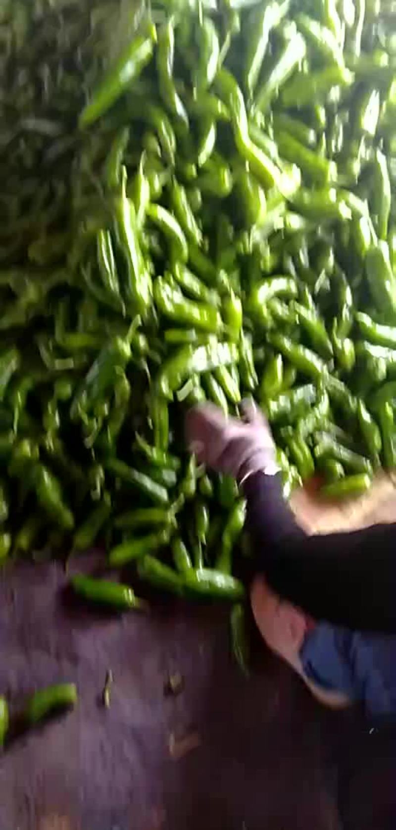 薄皮辣椒物流很快质量很好