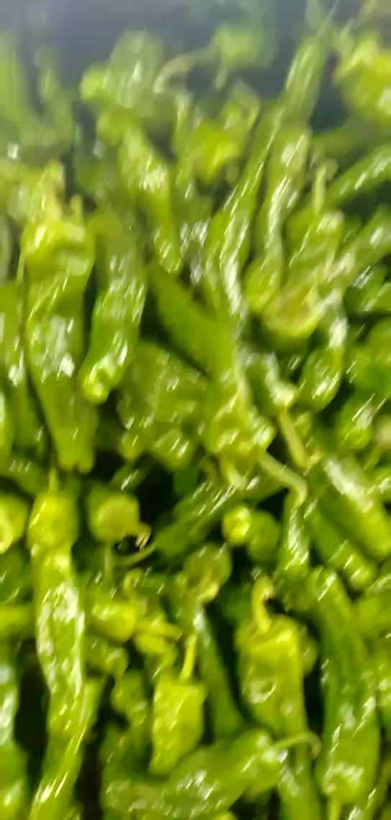 薄皮辣椒物流很快质量很好