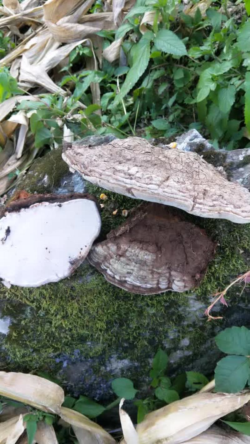 谁要树舌请领系了