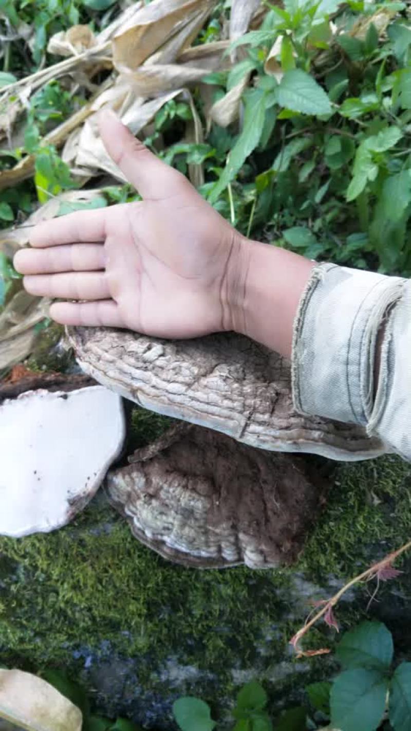 谁要树舌请领系了