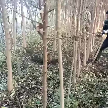 三角枫1-6公分量大