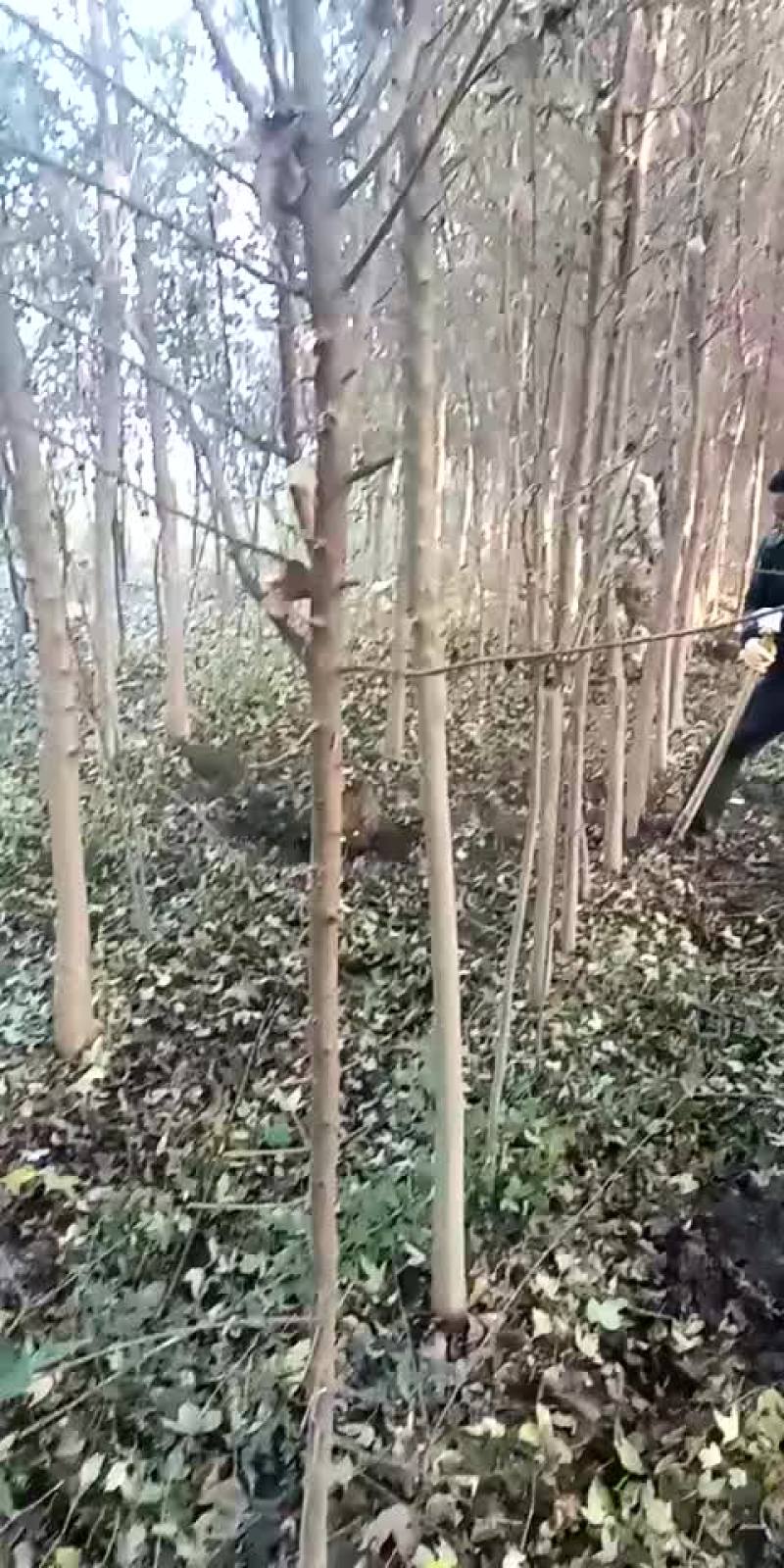 三角枫1-6公分量大
