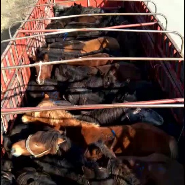 肉马