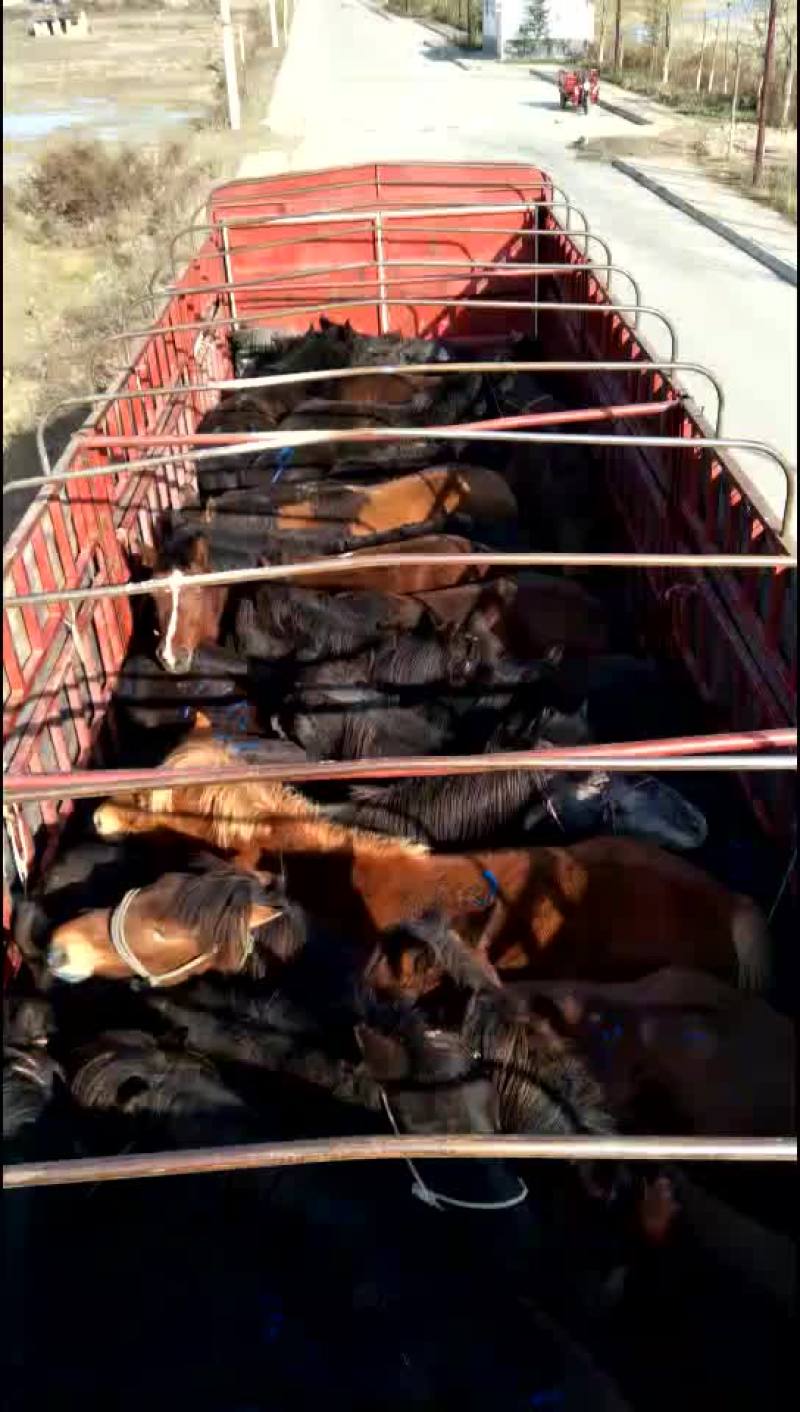 肉马