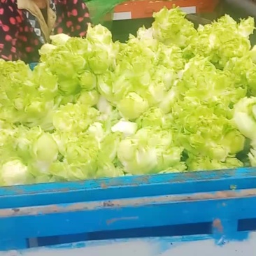 儿菜