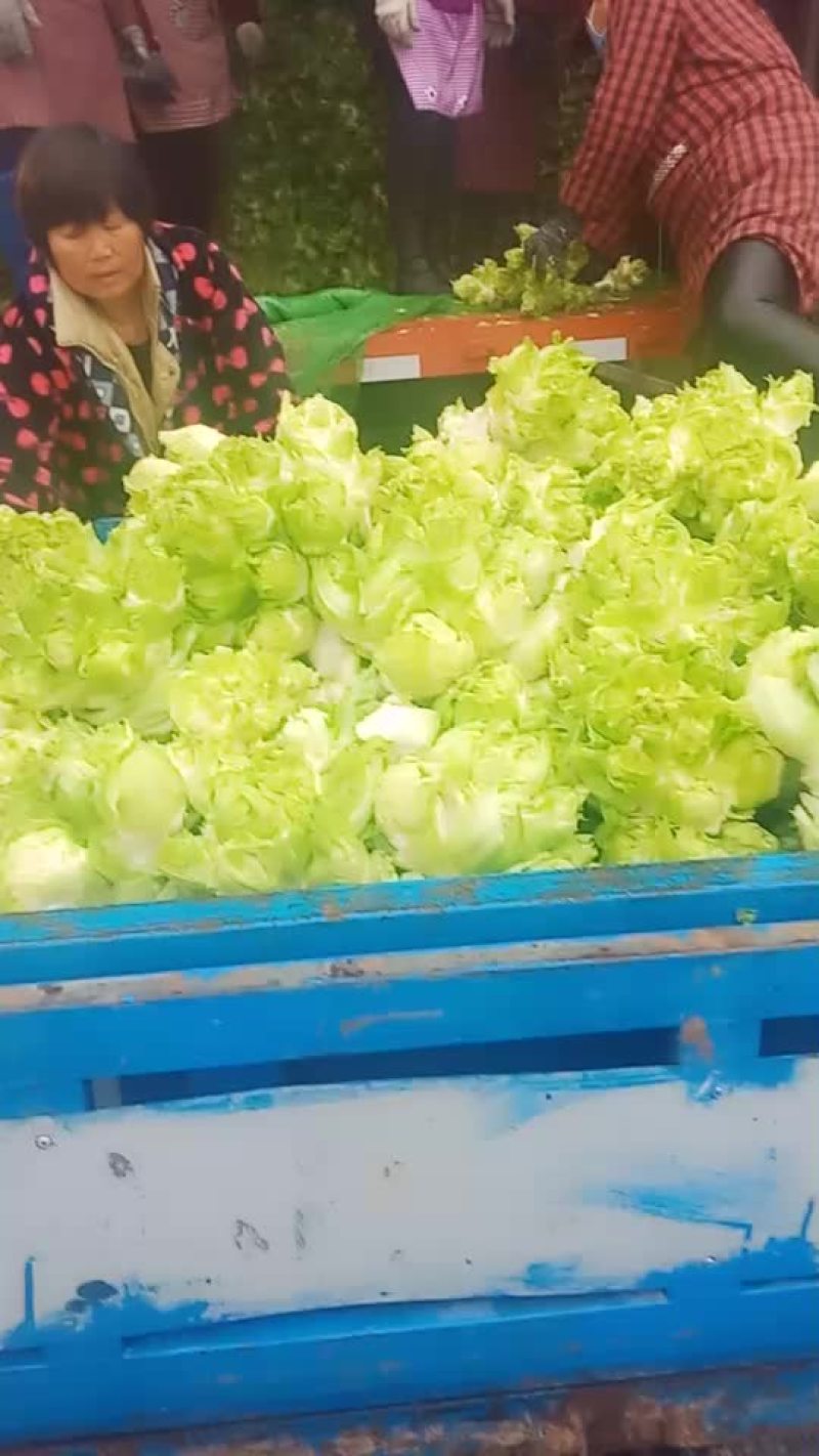 儿菜