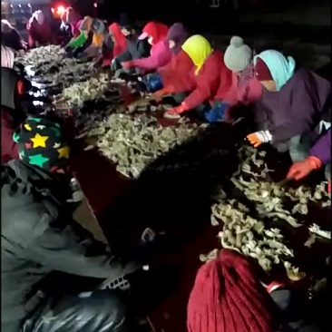 弄了一宿，累死了，皮皮虾疯狂涨价，飙升价格过高了！！