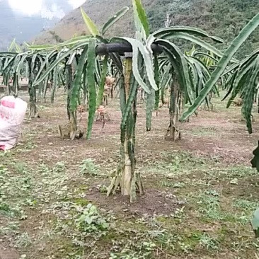 红心香蜜火龙果