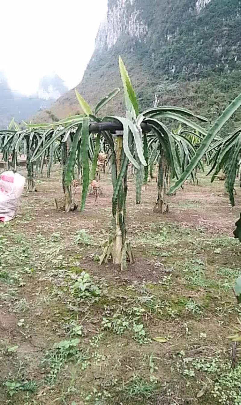 红心香蜜火龙果