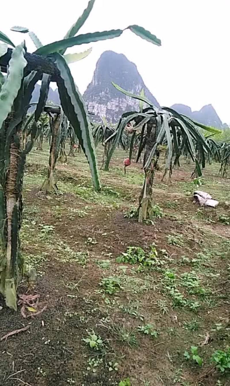 红心香蜜火龙果