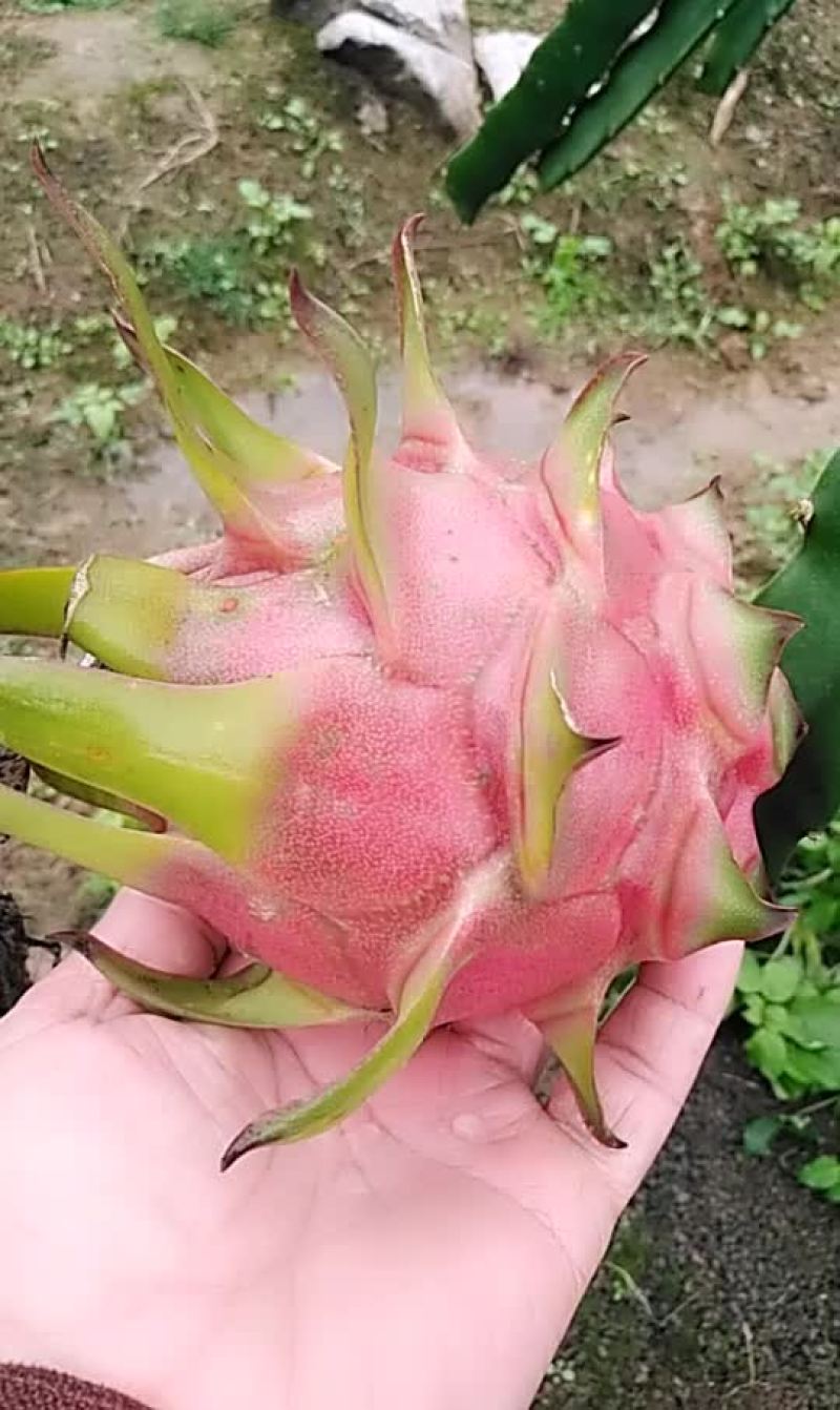红心香蜜火龙果