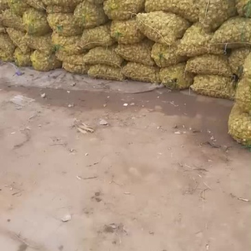 鬼子姜洋姜洋山芋河北白皮洋姜产地量大从优