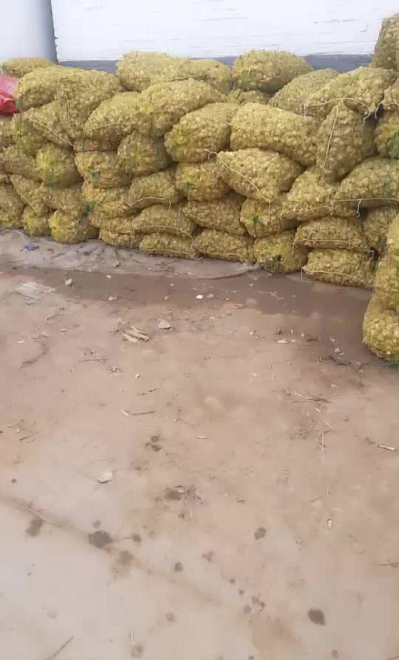 鬼子姜洋姜洋山芋河北白皮洋姜产地量大从优