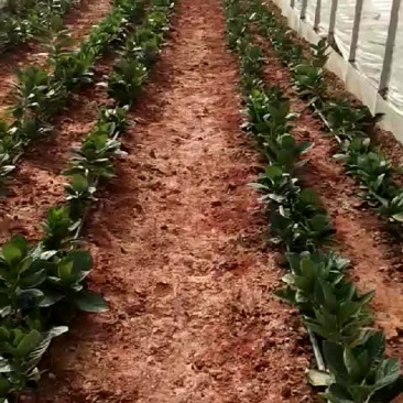 绣球一年苗