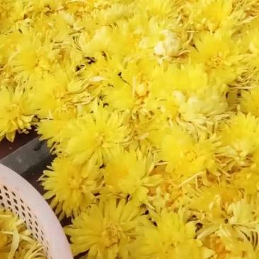 金丝黄菊