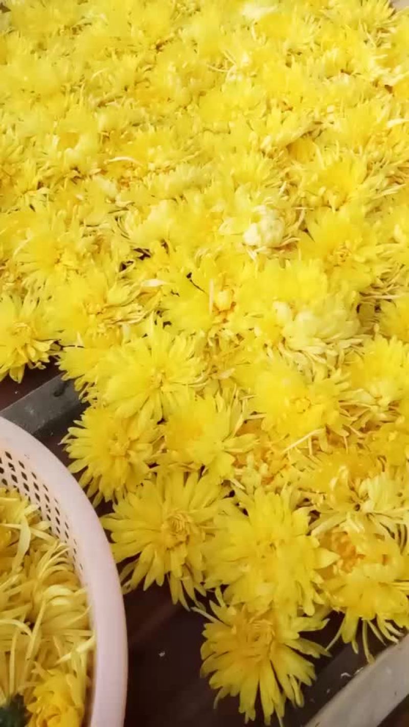 金丝黄菊