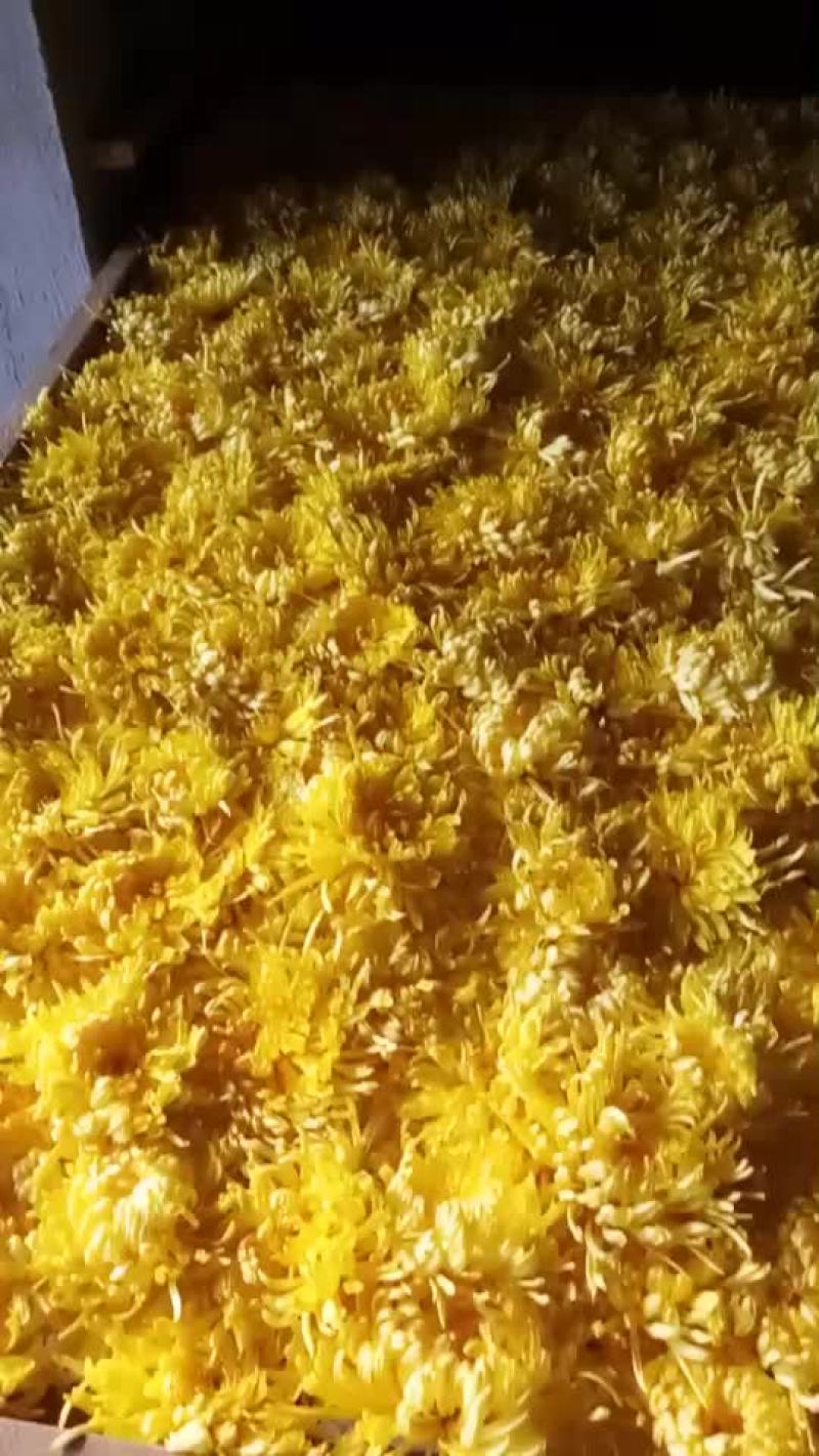 金丝黄菊