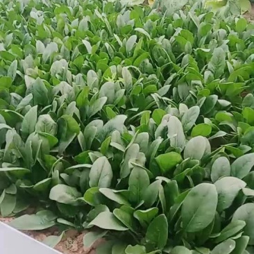 菠菜油菜