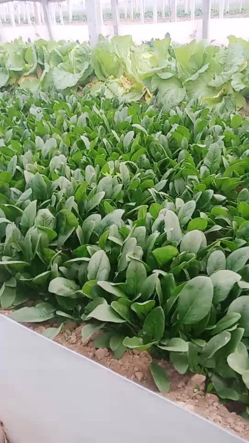 菠菜油菜