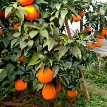 爱媛
