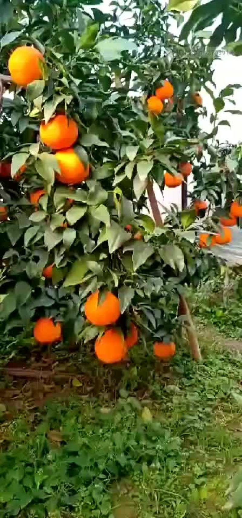 爱媛