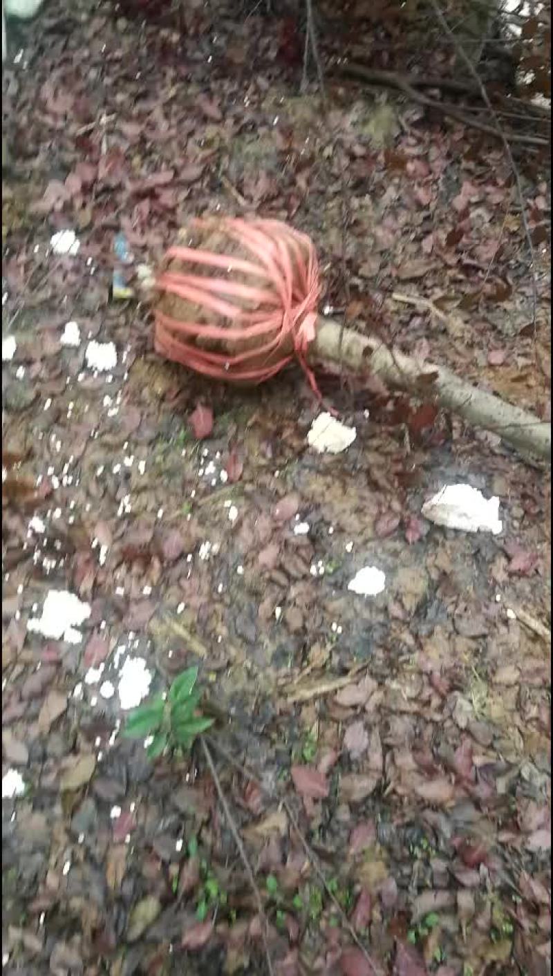 红叶李