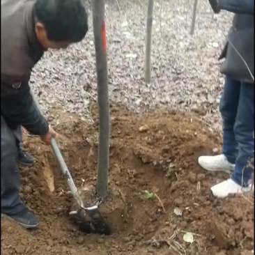 红叶李