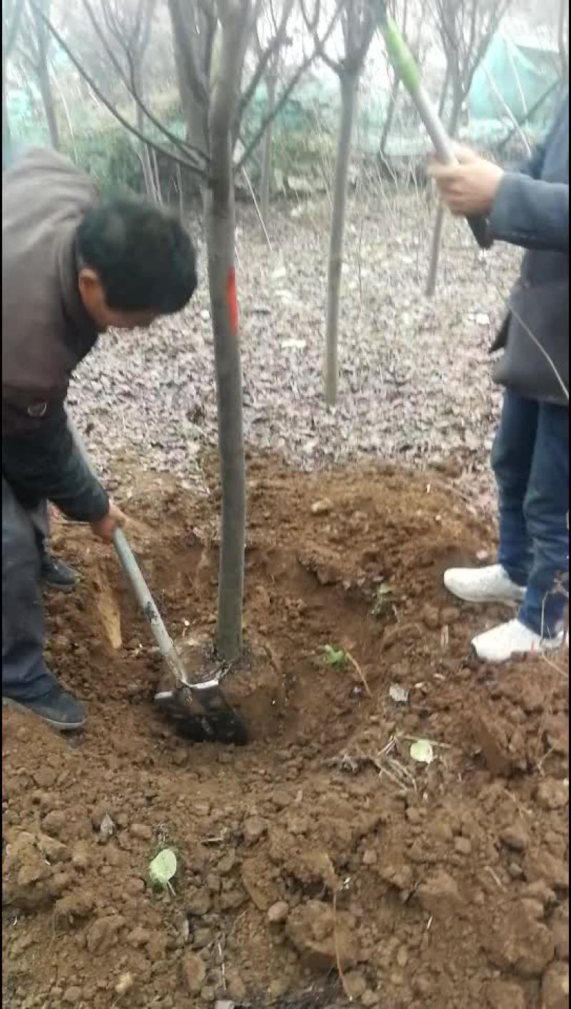 红叶李