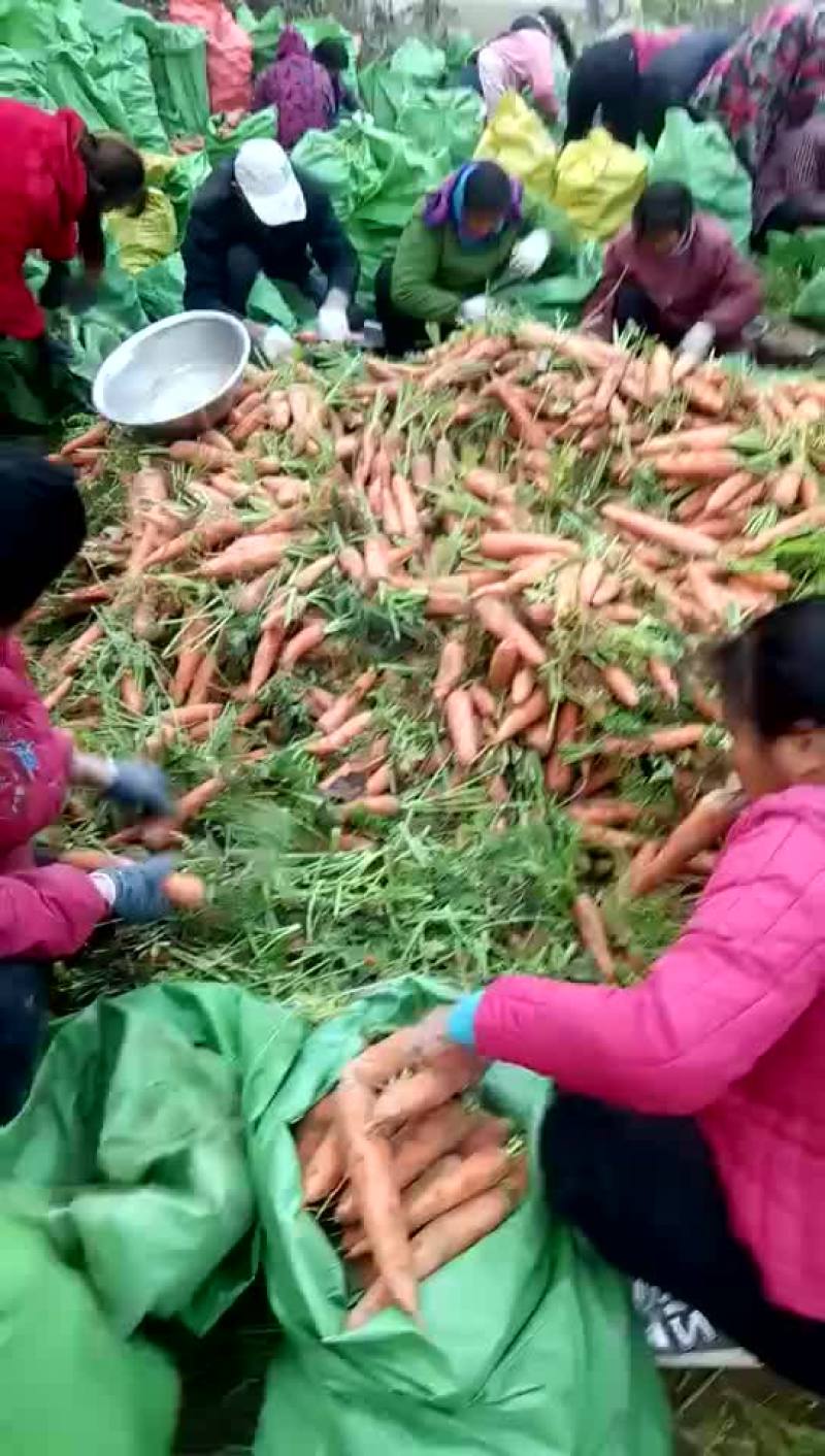 红萝卜