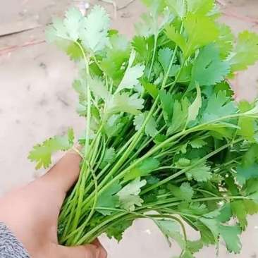 香菜