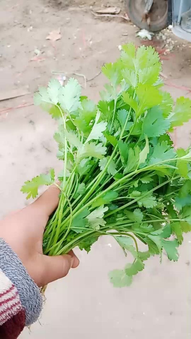 香菜