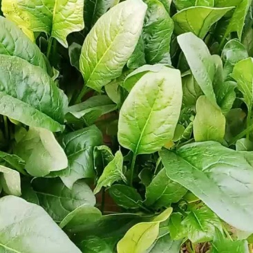 菠菜