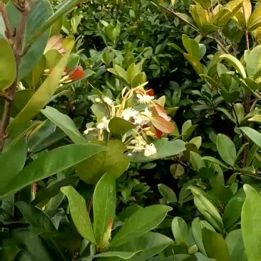 巴西樱桃树