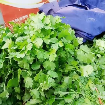 精品香菜
