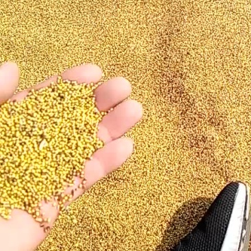 四十吨黄菜籽出售。