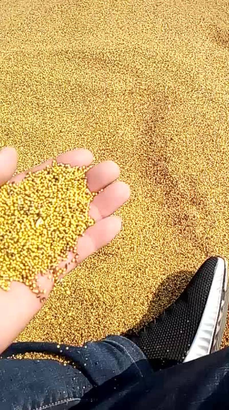 四十吨黄菜籽出售。