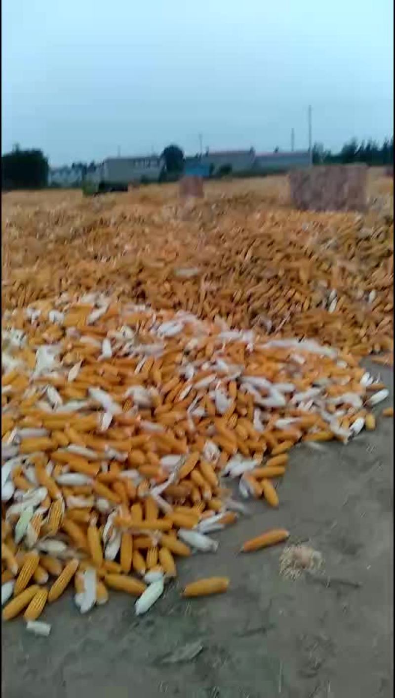 玉米