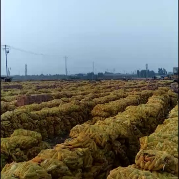 玉米