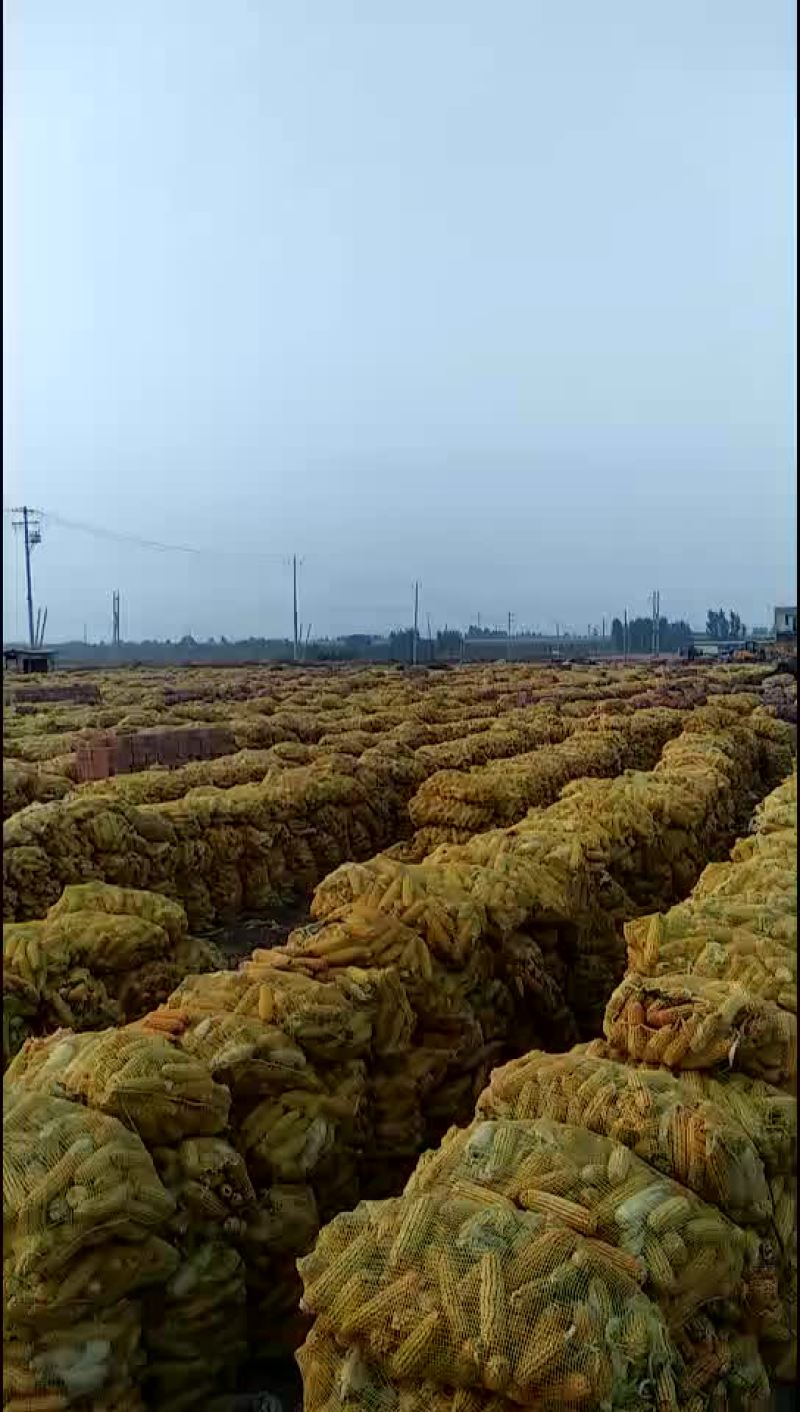 玉米