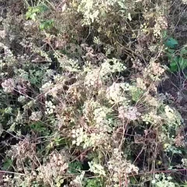 白花前胡