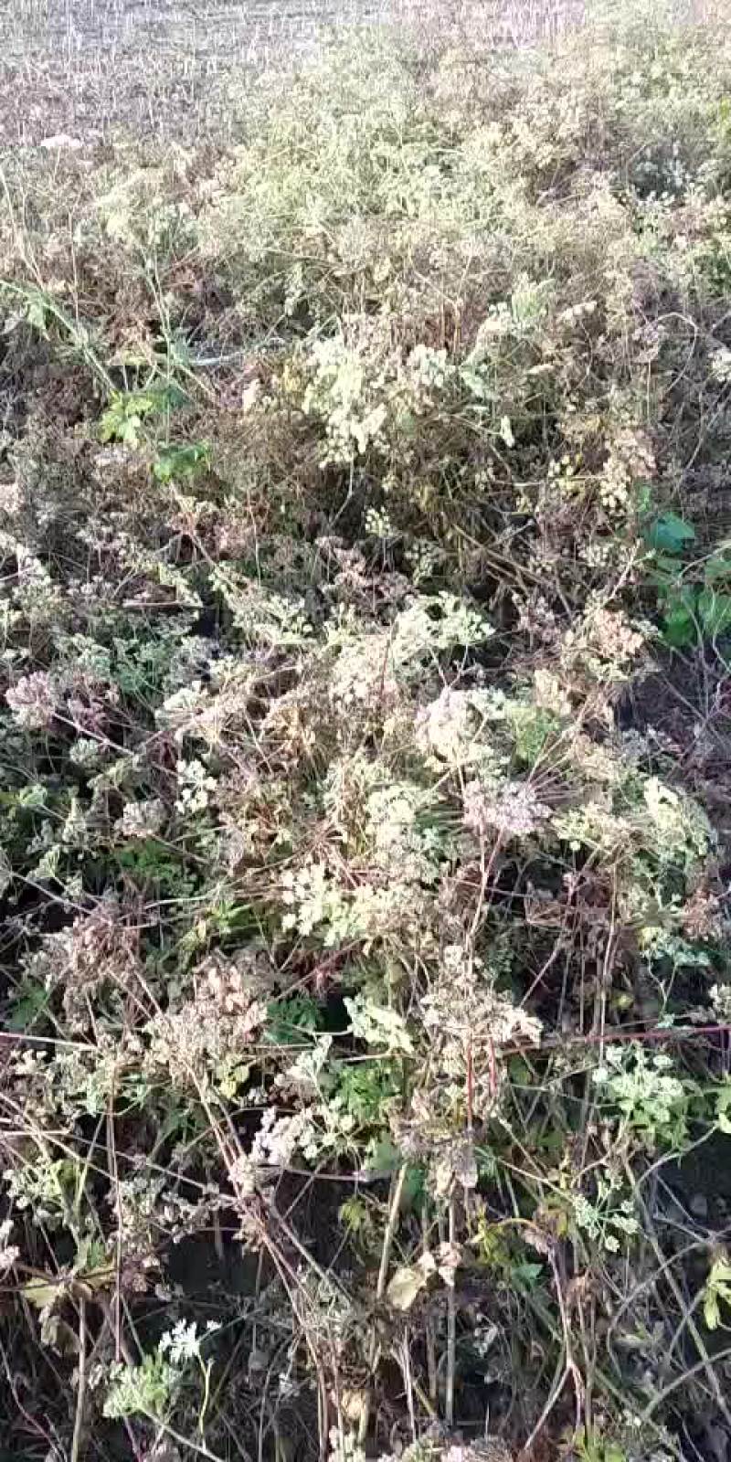 白花前胡